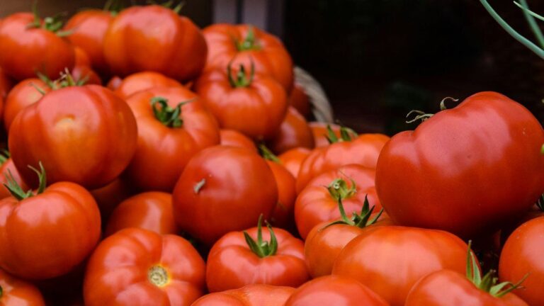 El truco casero ideal para que los tomates duren más tiempo sin pudrirse