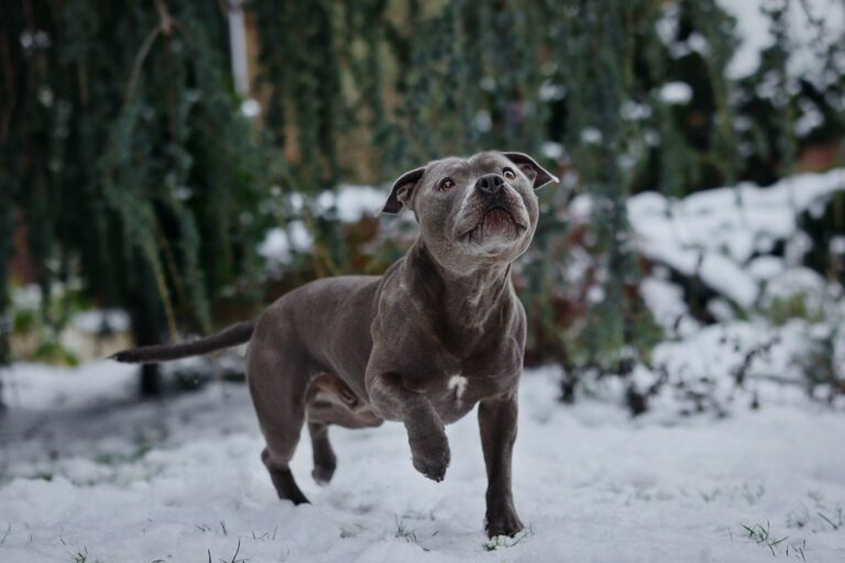 Ola de frío polar en EE.UU.: cómo proteger a las mascotas del efecto de las temperaturas extremas