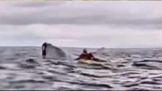 Un kayakista fue tragado por una ballena y devuelto al mar en Chile:»Pensé que me había comido»