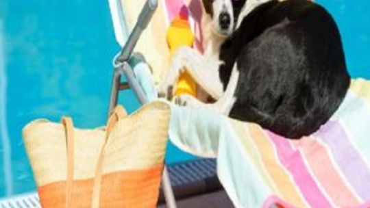Cómo cuidar a los perros de la ola de calor en la playa?