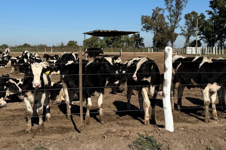 Decidimos actuar: invirtieron $300 millones para poner el primer feedlot cooperativo del país