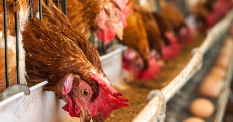Argentina suspendió las exportaciones de productos aviares tras la confirmación de un caso de influenza aviar en Buenos Aires