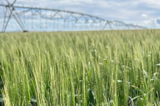 Gráfico o campo de trigo ilustrando el tema de la resistencia a fungicidas